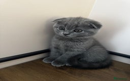 British Shorthair cats for sale: BeautifulScottish folds Ready now! Quality kittens - Image 29