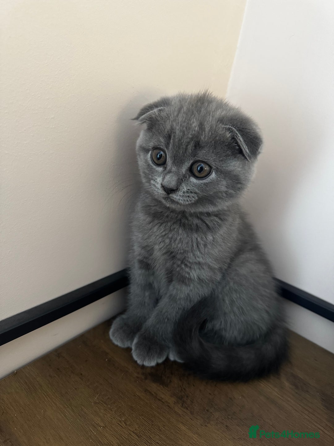 British Shorthair cats for sale: BeautifulScottish folds Ready now! Quality kittens - Image 29
