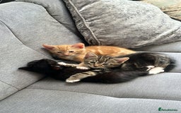 American Shorthair cats for sale: Playful Kittens Looking for Forever Homes - Image 8