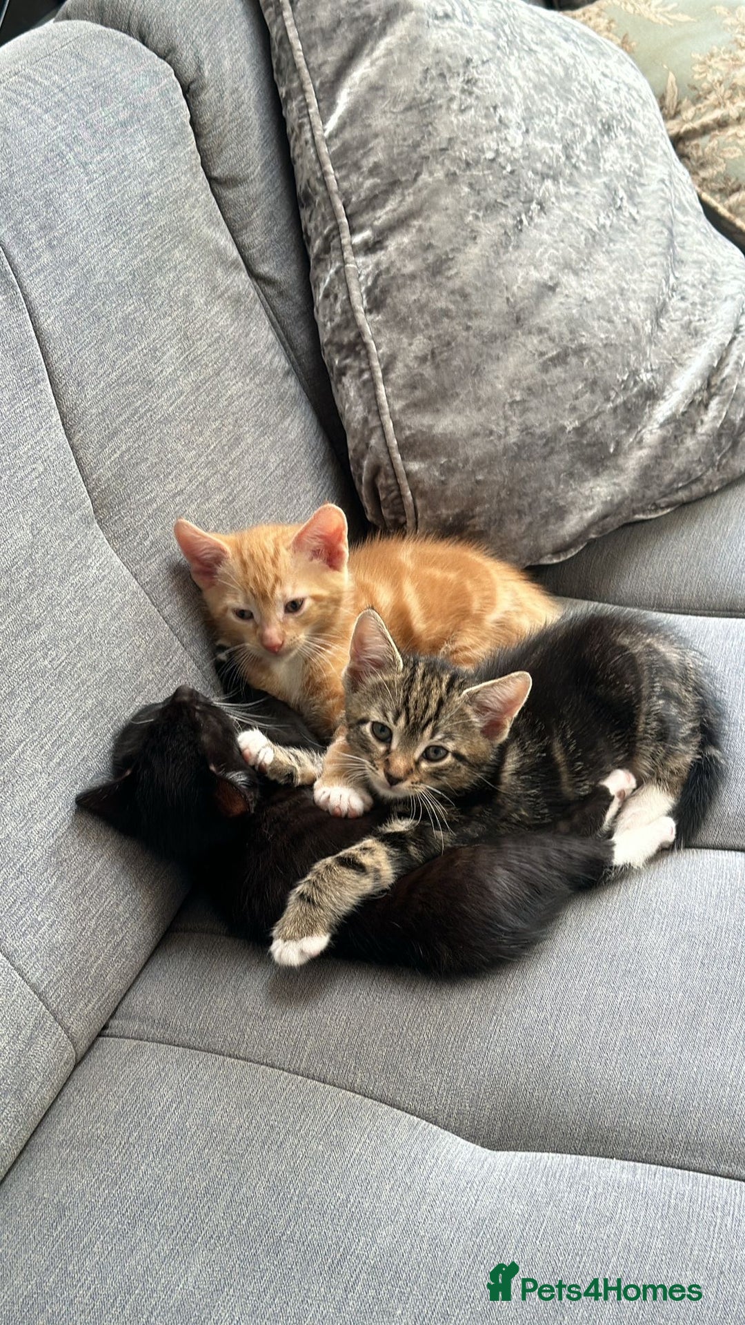 American Shorthair cats for sale: Playful Kittens Looking for Forever Homes - Image 8