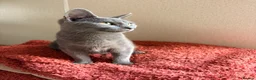Mixed Breed cats for sale: Grey mixed breed kittens  - Advert 5