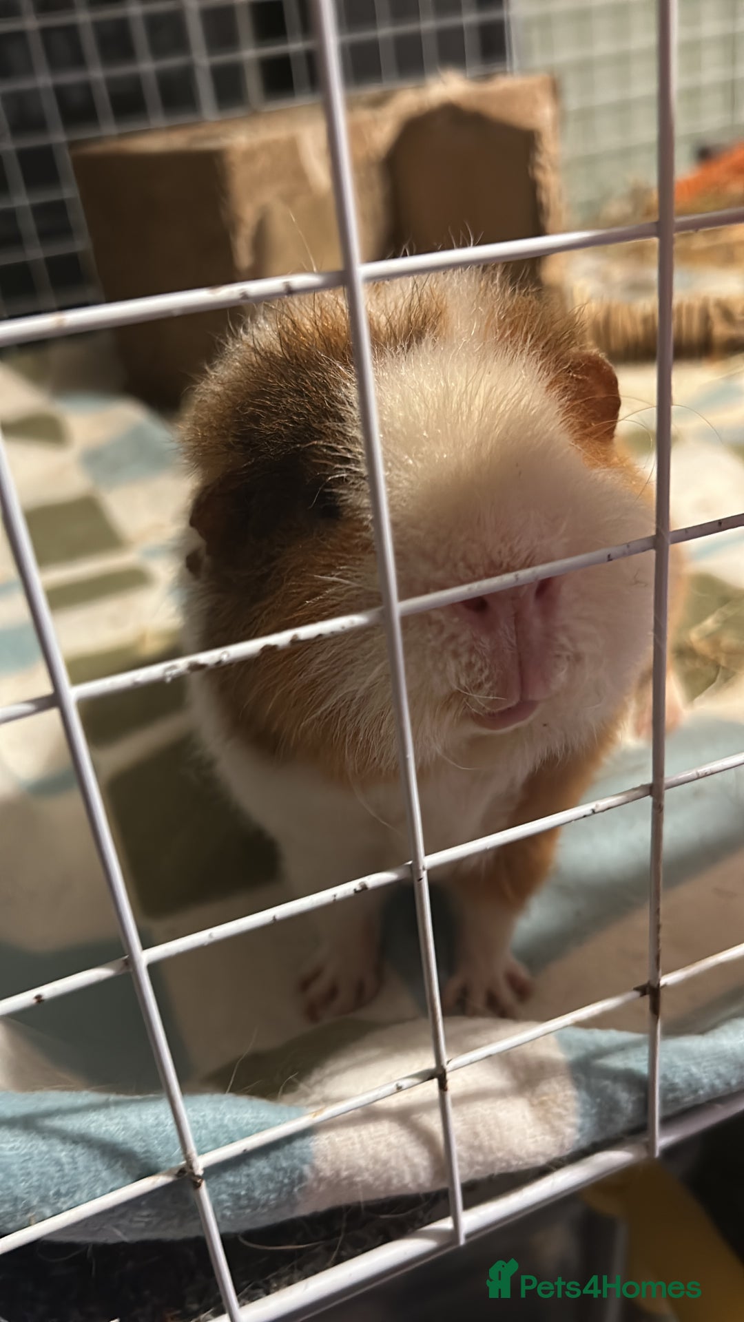 Guinea Pig rodents for sale: Male teddy pig - Advert 4