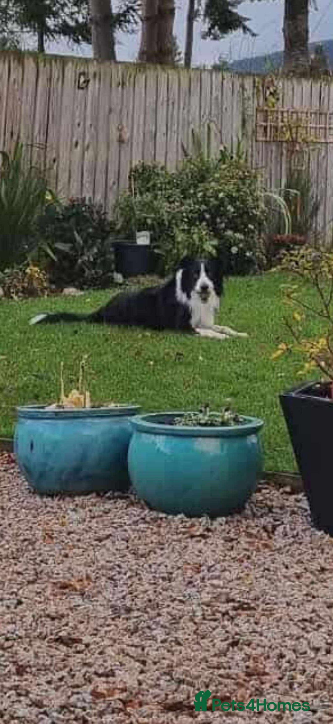 Border Collie dogs for adoption: Meet Mitch - Advert 5