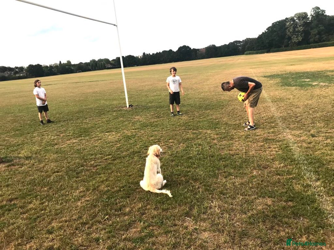 Golden Retriever dogs for sale: Fully vaccinated championline puppies- ready now in London - Image 16