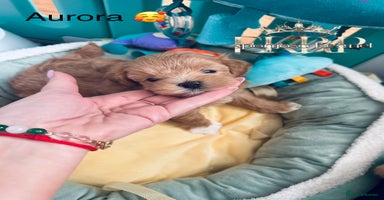 Maltipoo dogs - Advert 7