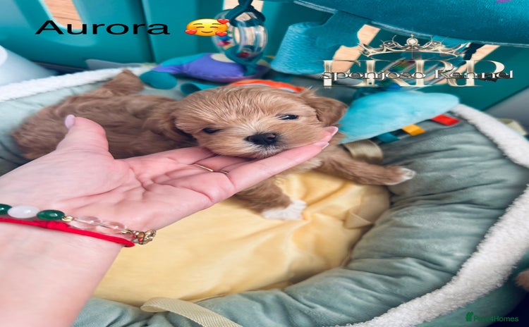 Maltipoo dogs - Advert 1