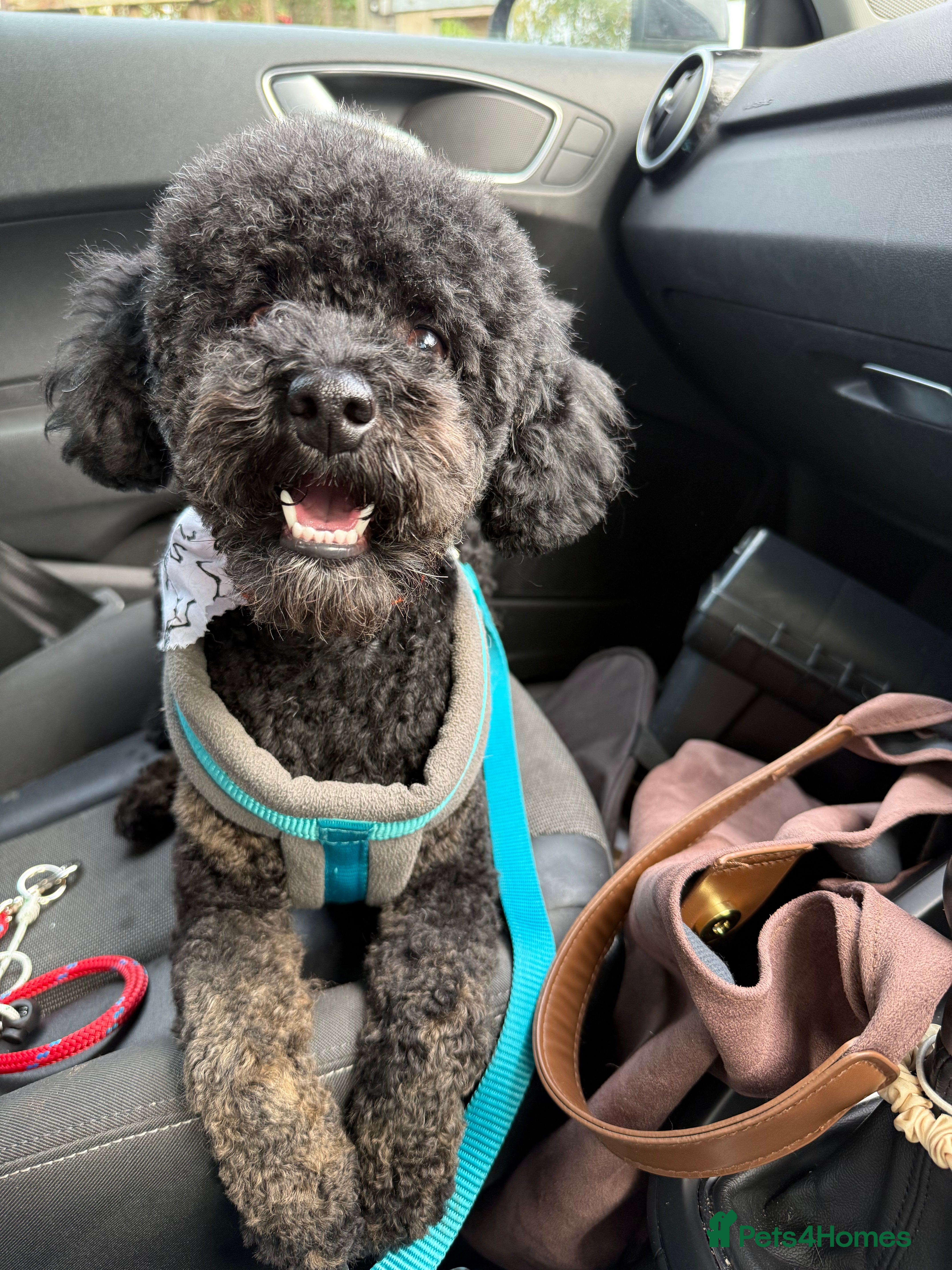 Miniature Poodle dogs KC phantom miniature poodle stud health tested in Thetford - Advert 15