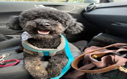 Miniature Poodle dogs for stud: KC phantom miniature poodle stud health tested in Thetford - Image 1