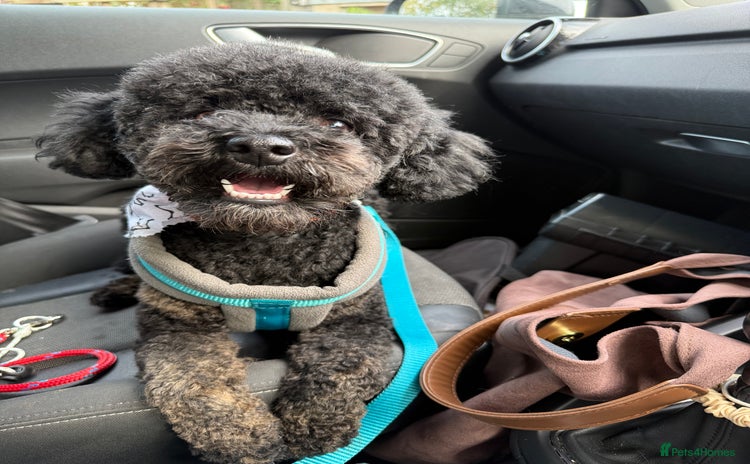 Miniature Poodle dogs in Thetford - Advert 2