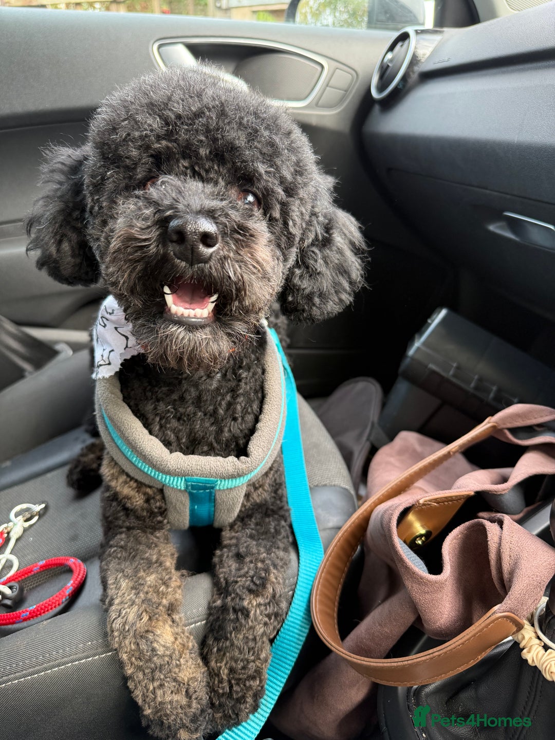 Miniature Poodle dogs for stud: KC phantom miniature poodle stud health tested in Thetford - Image 1