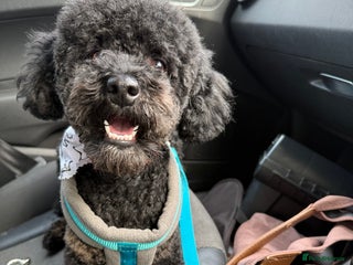 Miniature Poodle dogs in Thetford - Advert 13