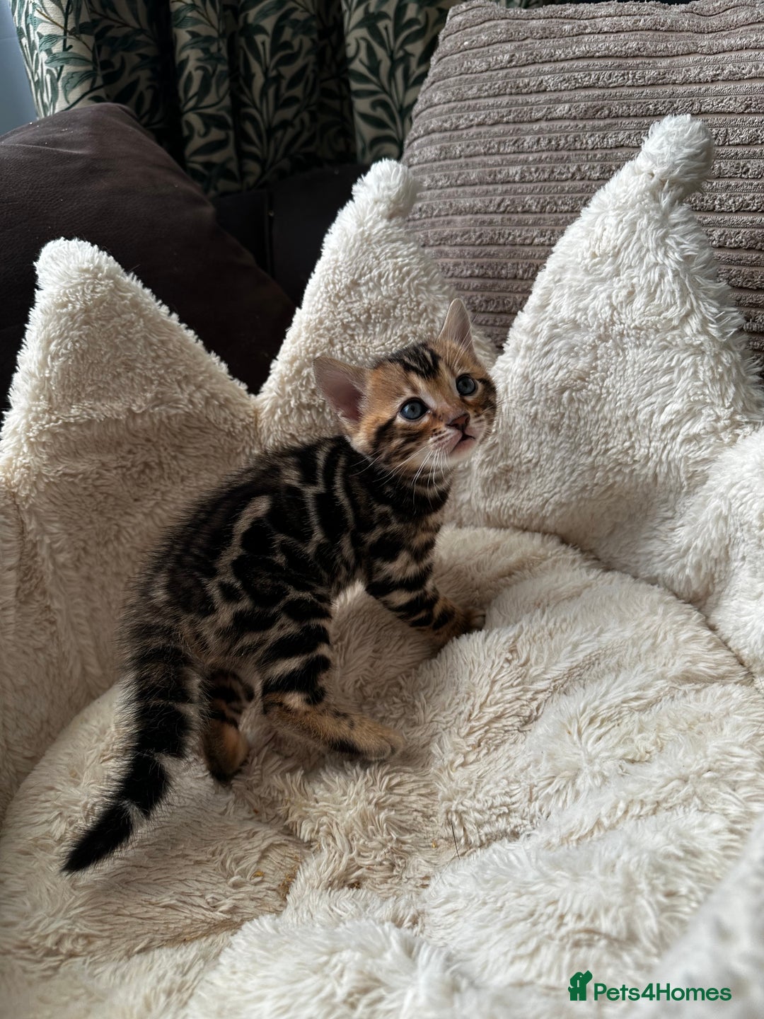 Bengal cats for sale: TICA registered bengal kittens available! - Advert 22