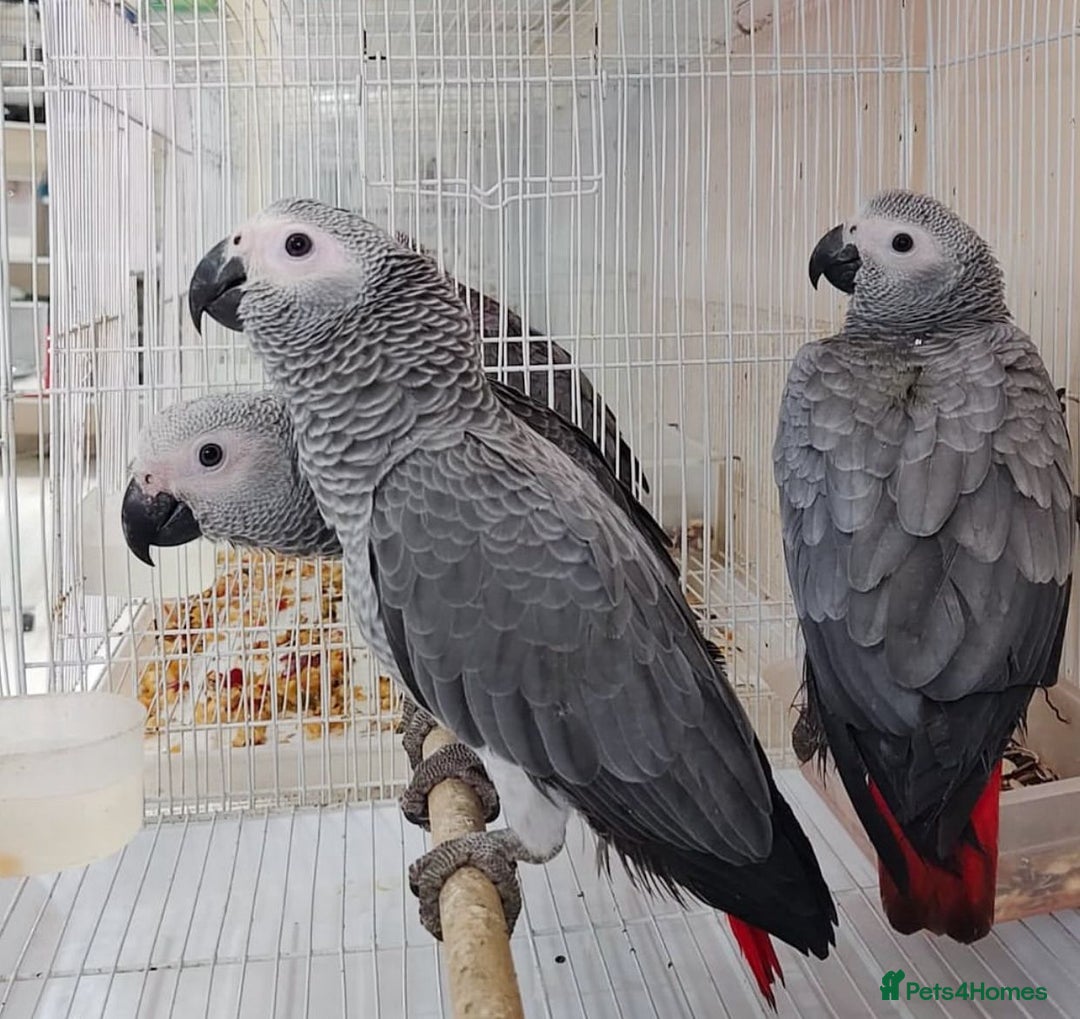 Parrots birds for sale: Tamed Parrots, African Greys and more - Image 3