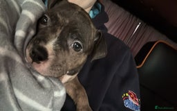 Mixed Breed dogs for sale: Roxie 9weeks old staffy x bandog  - Advert 8