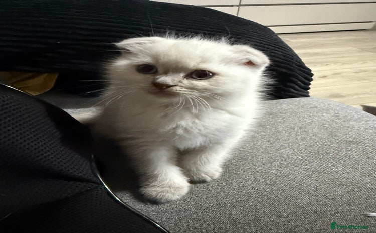 Scottish Fold cats - Advert 2