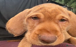 Hungarian Vizsla dogs for sale: Hungarian WIREHAIRED Vizsla puppies KC reg in Cranbrook - Image 20
