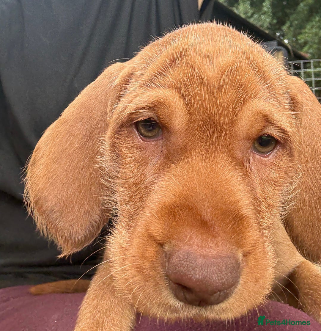 Hungarian Vizsla dogs for sale: Hungarian WIREHAIRED Vizsla puppies KC reg in Cranbrook - Image 20