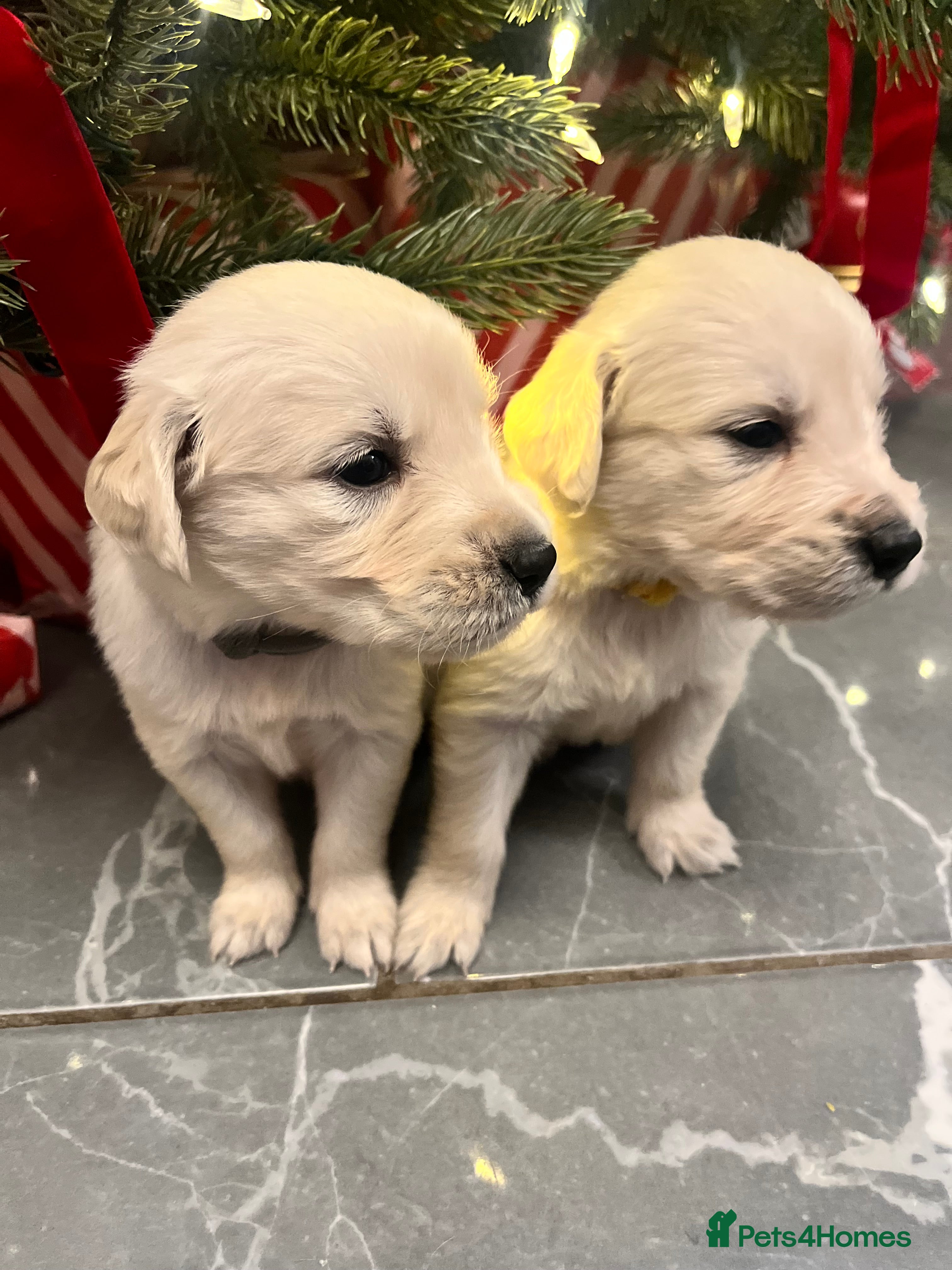 Golden Retriever dogs 6 ( 2 left) KC REG CHUNKY GOLDEN RETRIEVER BOYS  - Advert 2