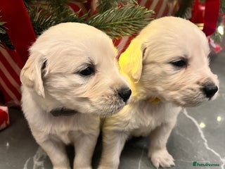 Golden Retriever dogs 6 ( 2 left) KC REG CHUNKY GOLDEN RETRIEVER BOYS - Advert 2