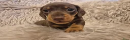 Miniature Dachshund dogs for sale: Adorable KC Pedigree Miniature Dachshund Puppies - Advert 19