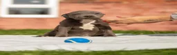 Staffordshire Bull Terrier dogs for sale: Top quality pedigree staff puppies  - Advert 8