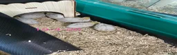 Quail poultry for sale: Beautiful Button Quail Chicks (CPQ, King) & EGGS - Advert 5
