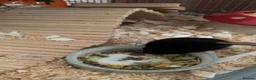 Hamster rodents for sale: 4 Hamsters, born 18th August. Looking to Rehome  in Woodbridge - Advert 6