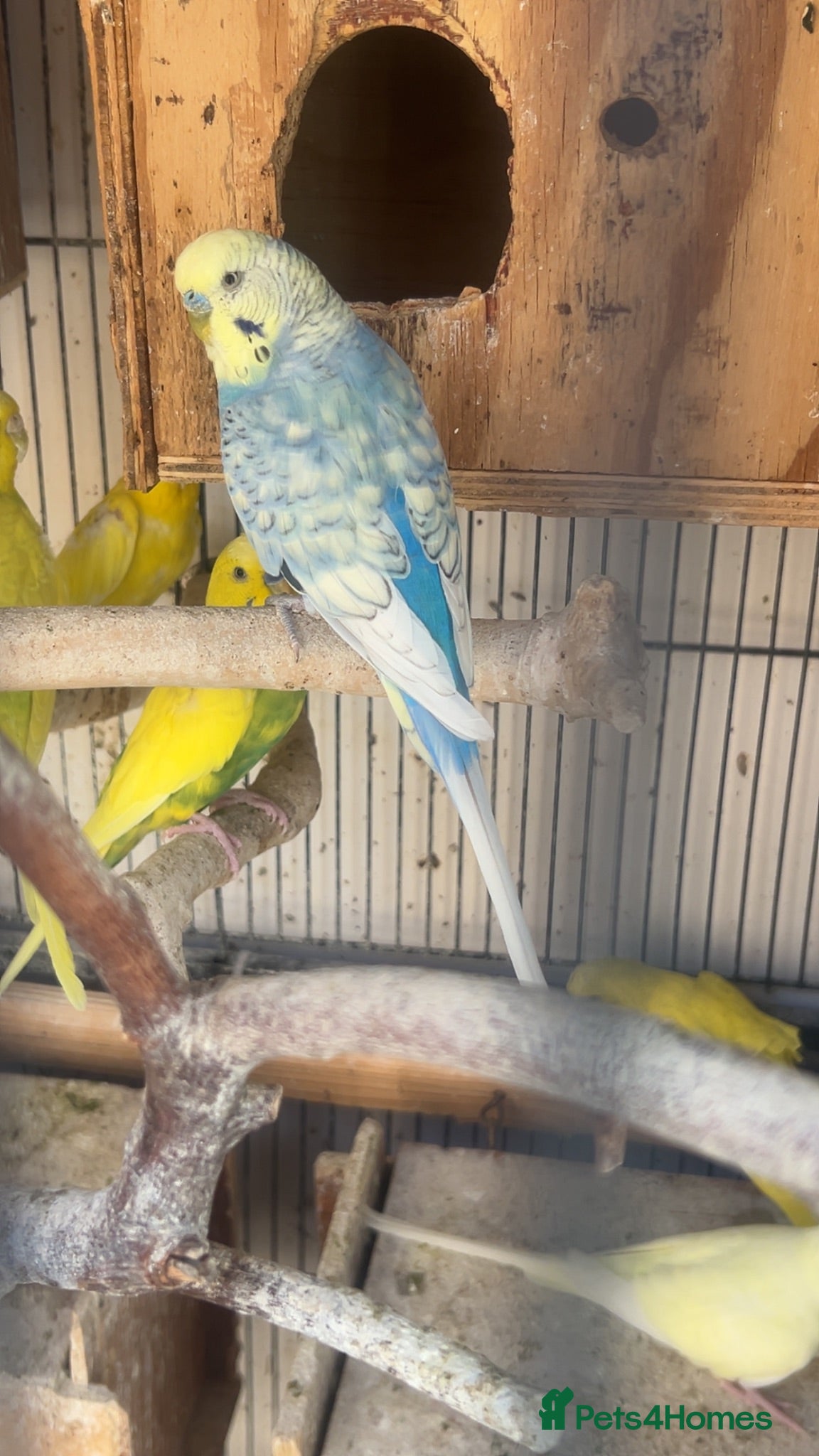 Budgerigars birds Budgies breeding pair  - Advert 2