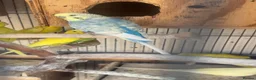 Budgerigars birds for sale: Budgies breeding pair  - Advert 4