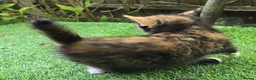 Mixed Breed cats for sale: Beautiful Mixed Breed Kittens - RESERVE  - Advert 7
