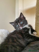 Ragdoll cats - Advert 9