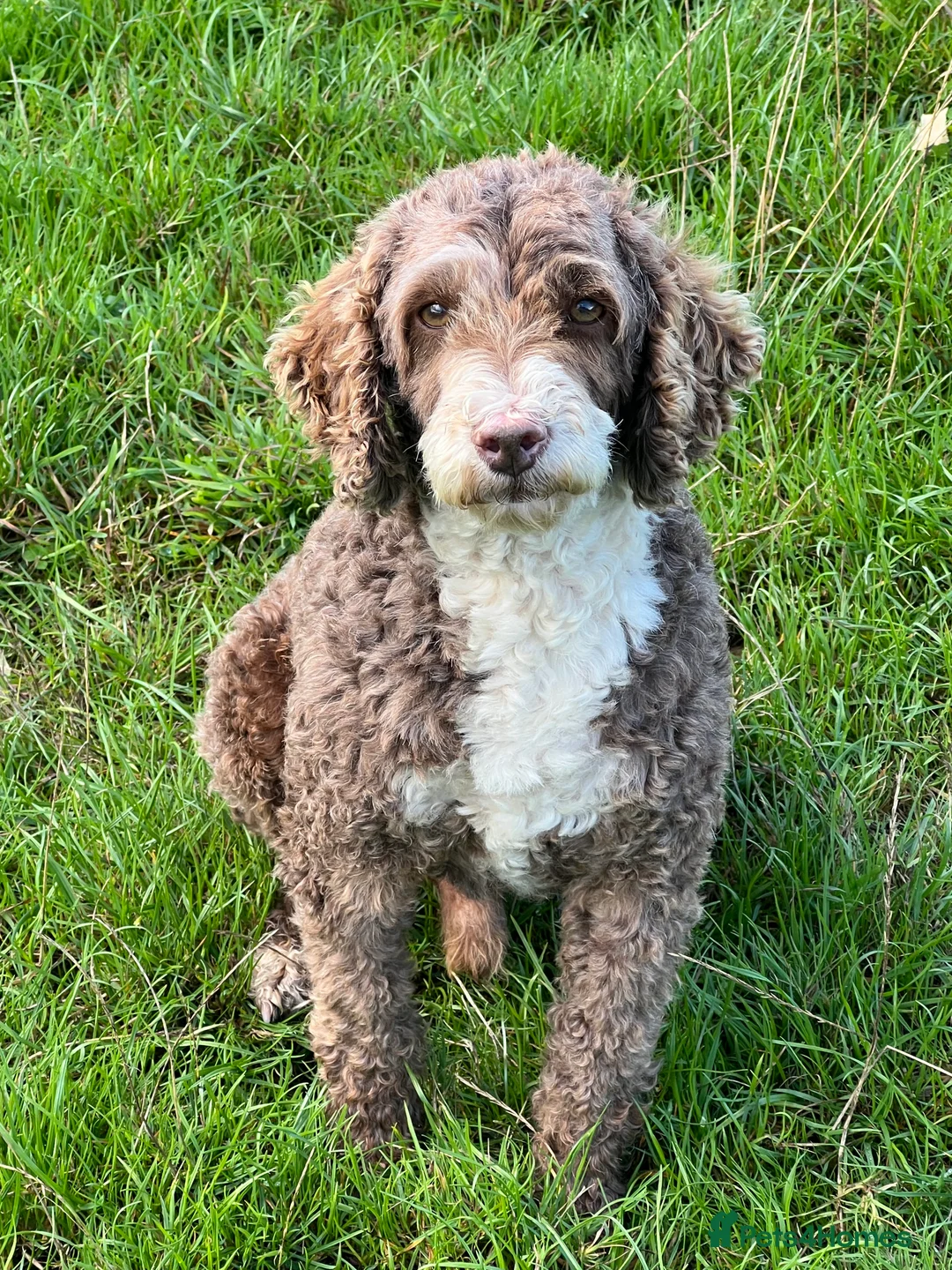 Miniature Poodle dogs for stud: Miniature Poodle KC Reg Fully DNA Health Tested  in Radstock - Advert 8