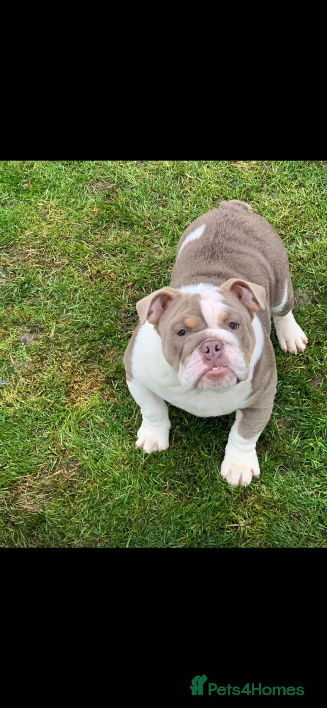 Old Tyme Bulldog dogs for sale: Bargain  - Advert 2