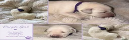 Goldador dogs for sale: Beautiful Goldador Puppies  - Advert 2
