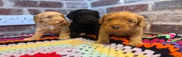 Cockapoo dogs for sale: Beautiful F1 Cockapoos in King's Lynn - Advert 8