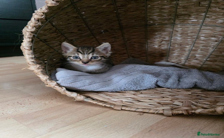 Mixed Breed cats - Advert 11