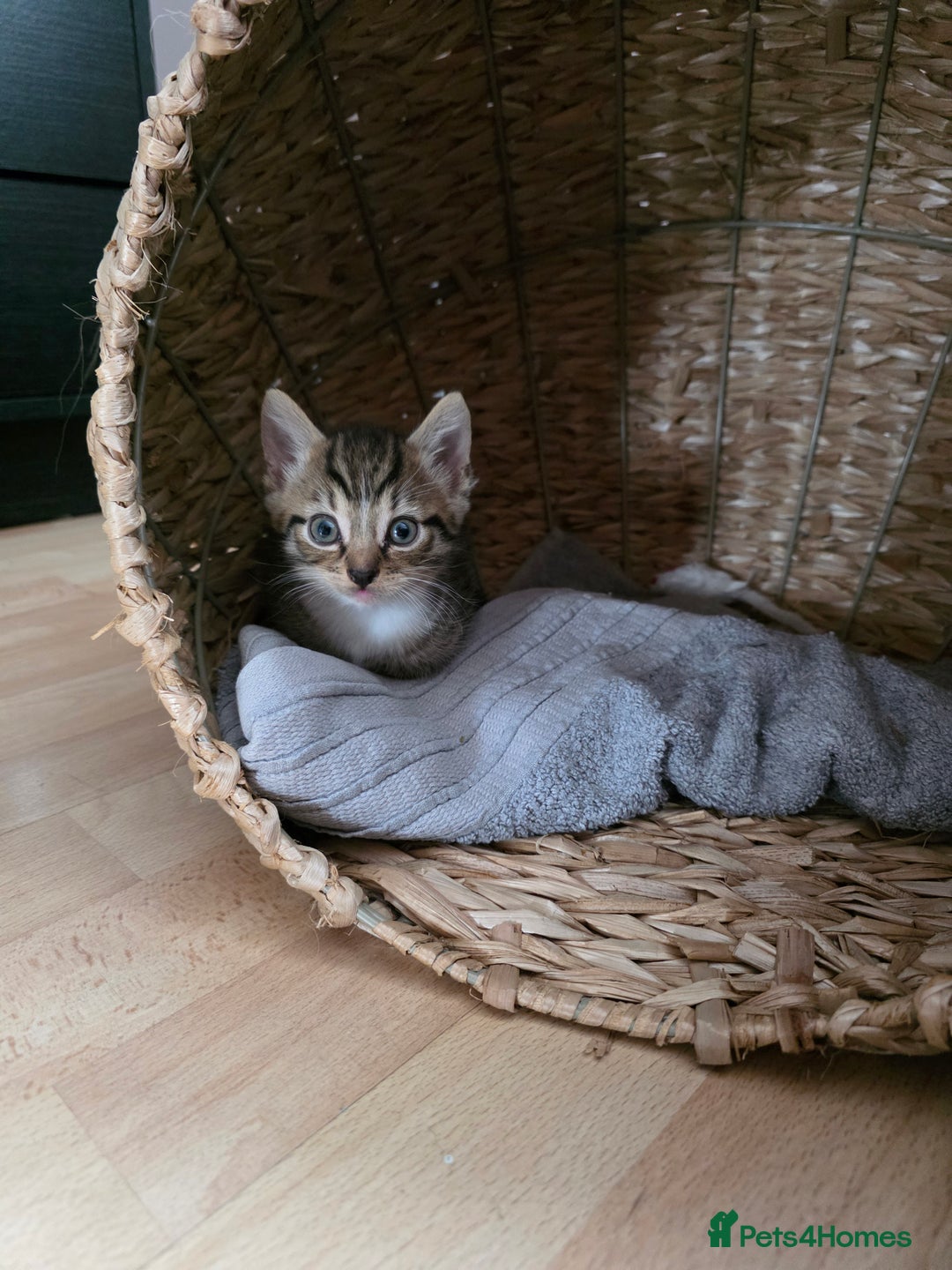 Mixed Breed cats for sale: Tabby male kitten for sale - Image 1
