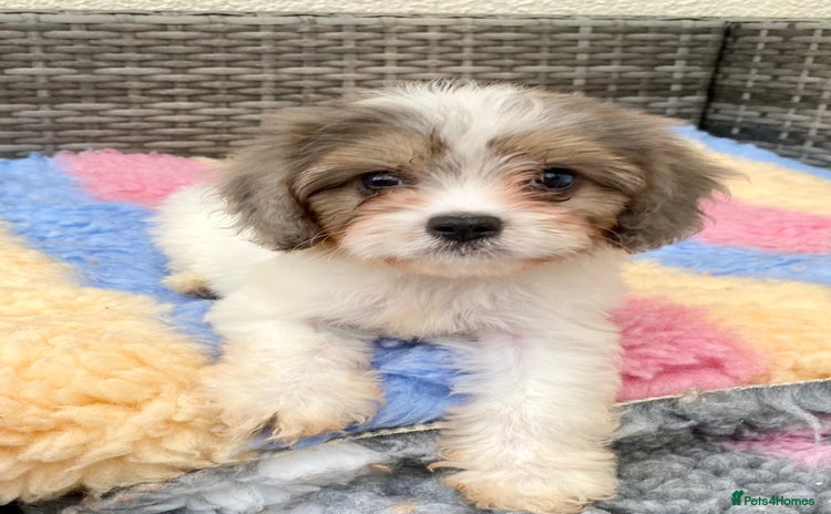 Cavapoo dogs - Advert 3