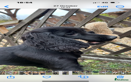 Cocker Spaniel dogs for sale: Working cocker spaniel puppies  - Image 4