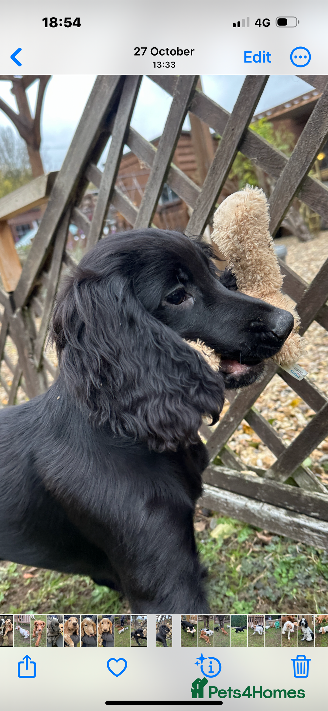 Cocker Spaniel dogs for sale: Working cocker spaniel puppies  - Image 4