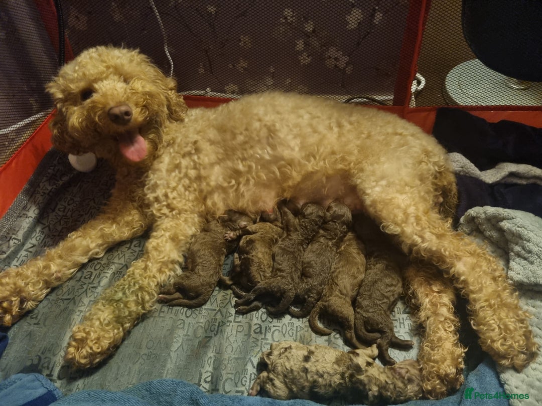 Cockapoo dogs for sale: Health tested F1b Toy / miniature cockapoo puppies - Advert 12