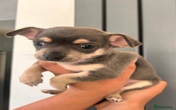 Chihuahua dogs for stud: Reggie the chocolate chi for stud in Ipswich - Image 25