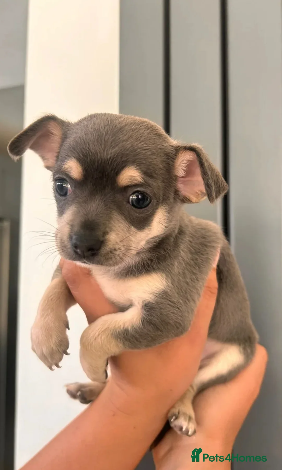 Chihuahua dogs for stud: Reggie the chocolate chi for stud in Ipswich - Advert 25