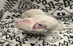French Bulldog dogs for sale: Beautiful Pink, blue and tan and merl Frenchie’s - Image 11