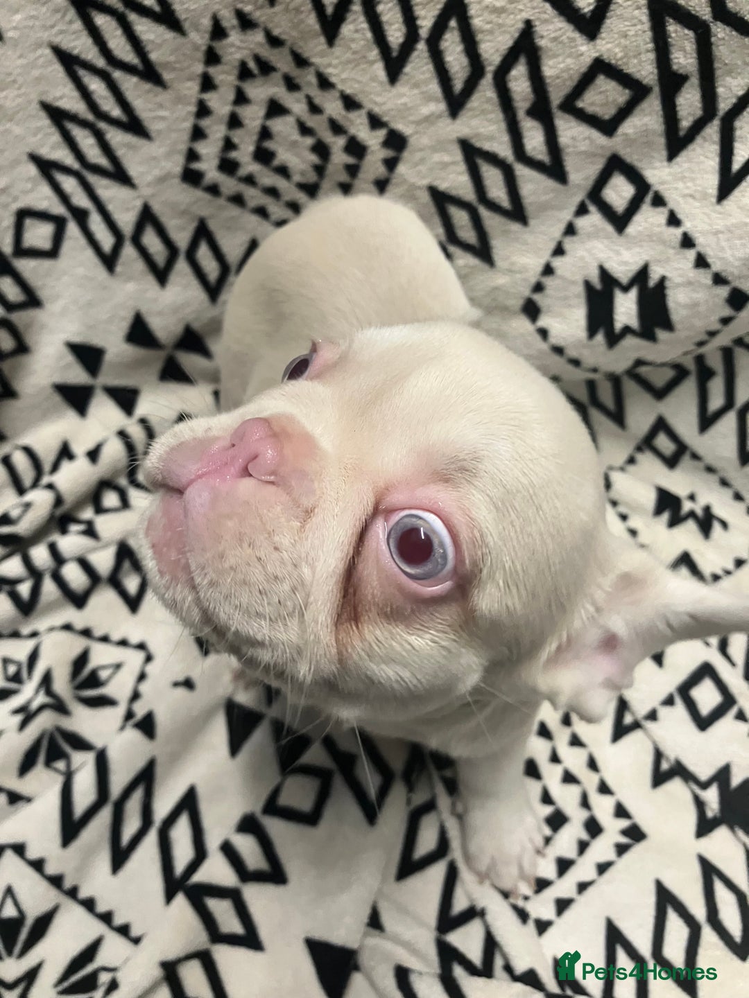 French Bulldog dogs for sale: Beautiful Pink, blue and tan and merl Frenchie’s - Image 11