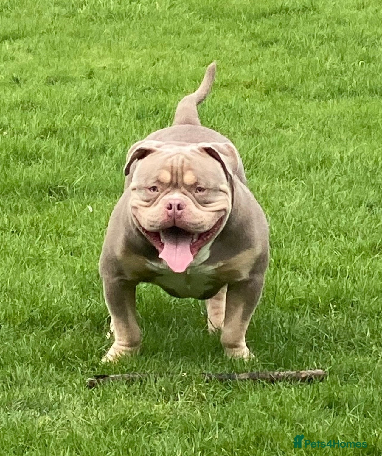 American Bully dogs Pocket bully male for stud  - Advert 1