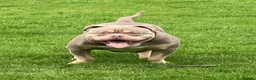 American Bully dogs for stud: Pocket bully male for stud  in Kirkcaldy - Advert 1