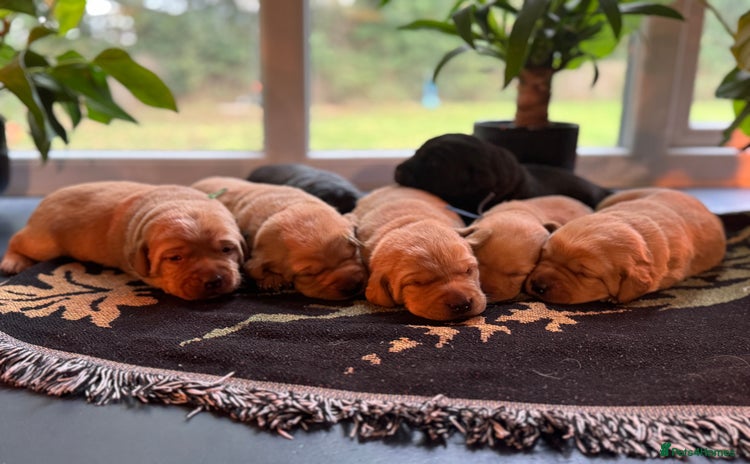 Labrador Retriever dogs - Advert 4