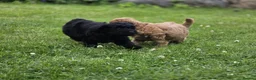 Cockapoo dogs for sale: Cockapoo Pups - Fully Health Tested and vaccinated in Wigton - Advert 7