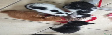 Mixed Breed 1